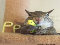 Wenn das Eichh�rnchen den Piepmatz umarmt