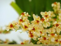 Oncidium Twinkle