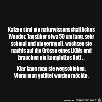 Katzen-Wunder.jpg von Finn