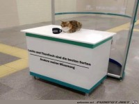 Wer kann diese Katze �berzeugen?