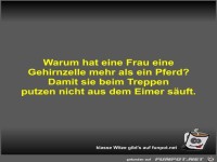 Warum hat eine Frau eine Gehirnzelle mehr als ein Pferd?
