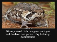 Grimmige Kr�te als Morgenmuffel