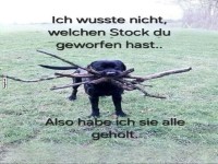 Hund mit vielen St�cken im Maul