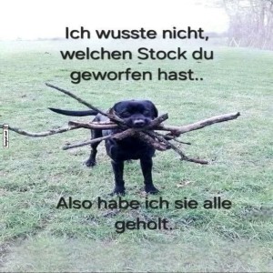 fun-Bild: Hund mit vielen Stöcken im Maul