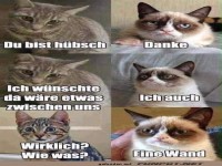 Katzen-Kommunikation mit Humor