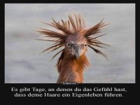 Bad Hair Day auf Vogelniveau