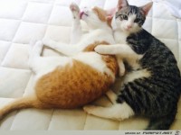 Katzenliebe