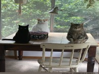 Billiges Katzenfutter....