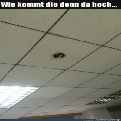 Typisch-Katze.jpg von Luka