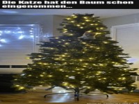 Katze fhlt sich wohl