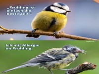 Lustiger Vergleich �ber Fr�hling und Allergie