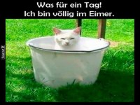 Kater-Krise: Aus dem Eimer blickend