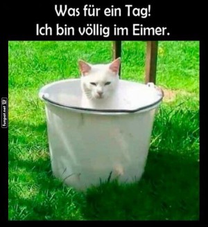 Kater-Krise:-Aus-dem-Eimer-blickend.jpg auf www.funpot.net