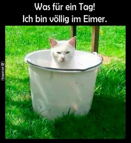 Kater-Krise:-Aus-dem-Eimer-blickend.jpg auf www.funpot.net
