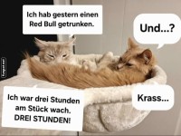 Katzen-Koffein-Kater