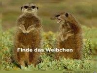 Weibchen