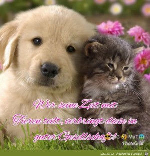 Zeit-mit-Tieren-verbringen.jpg auf www.funpot.net