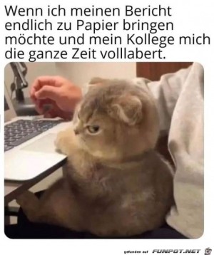 Katze-guckt-bse.jpg auf www.funpot.net