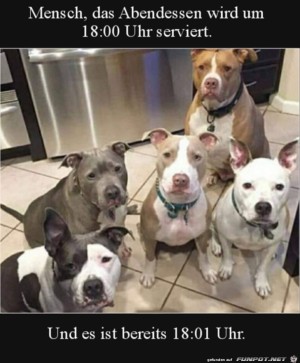 Diese-vorwurfsvollen-Blicke.jpg auf www.funpot.net