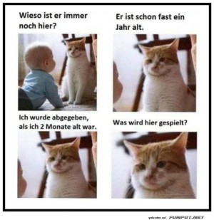 Unterhaltung-zwischen-Baby-und-Katze.jpg auf www.funpot.net