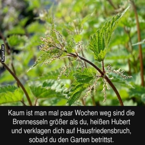 Die-Macht-der-Brennnesseln.jpg von Robert91