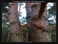 Ungewhnliche Begegnung