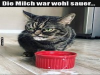 Katzengroll nach saurer Milch