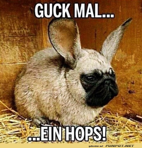 Hoppelnder-Mops:-Neues-Haustier-Ph�nomen.jpg auf www.funpot.net