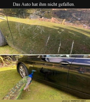 Ein-Pfau-zeigt-dem-Auto,-wer-der-Boss-ist!.jpg auf www.funpot.net