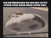 Wenn Katzen �ber Pizza philosophieren
