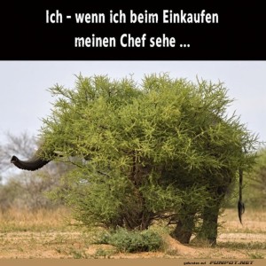 Getarnt-wie-ein-Profi!.jpg von Sahneschnitte