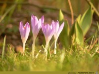 Bild krokus