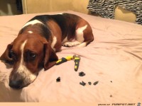 nicht-ganz-unschuldige-Hunde-1