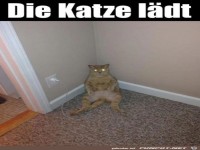 Katze beim Laden
