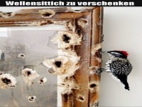 Specht DIY: Bilderrahmen Deluxe