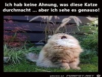 Katze hat keinen guten Tag