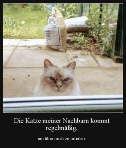 Katze-des-Nachbarn.jpg auf www.funpot.net