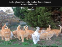 Wei�e Katze vor roter Katzengruppe