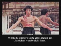 Kampfkunst-Meme �ber Katzenpflege