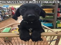 Wurst-Alarm im Einkaufswagen!