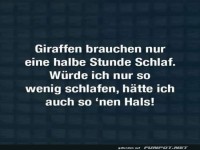 Giraffenschlaf: Wenig Zeit, viel Hals!