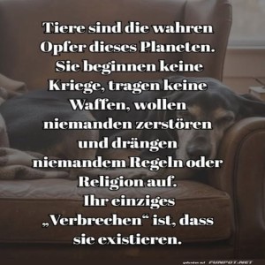 Tiere.jpg von Bastian