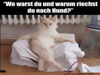 Katzenkonfrontation: Verdacht auf Hundekontakt!