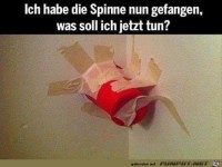Spinne gefangen