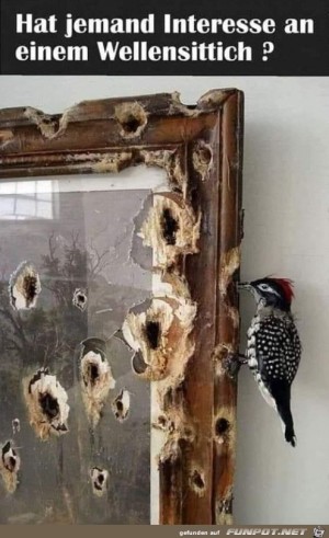 Wellensittich-abzugeben.jpg auf www.funpot.net