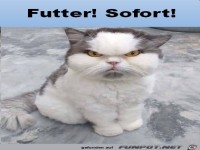 B�ser Katzenblick