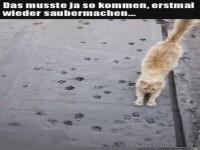 Typisch Katze