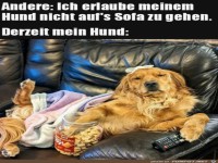 Mein Hund