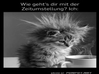 Verschlafener Kater und Zeitumstellung