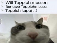 Katze und das Missgeschick mit dem Teppich